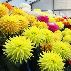 PHOTOGRAPHS OF NATIONAL DAHLIA SOCIETY SHOWS, TOGETHER WITH OTHER DAHLIA EVENTS,  DAHLIA NURSERIES and TRIALS in 2021.