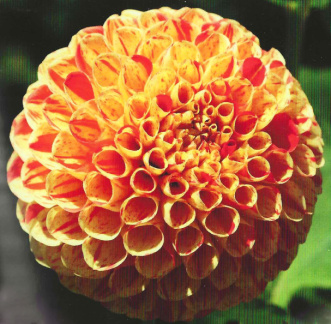Scan-6101